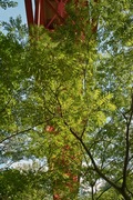 Kinokubo09152007-13.jpg
