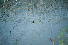 LomoXpro04122011CONTAX159-08.jpg