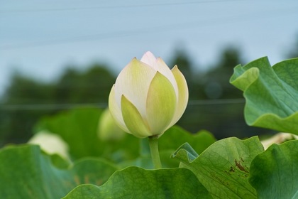 Lotus07222007-2.jpg