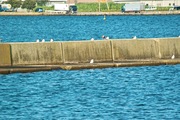Marine_Park08052007-05.jpg