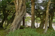 Myojoji09242007-09.jpg