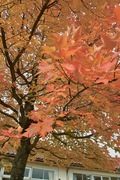 Nanakubo-park11242007-07.jpg