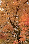 Nanakubo-park11242007-11.jpg