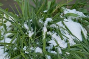 Neighborhood01262008-02.jpg