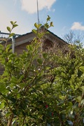 Neighborhood01262008-04.jpg