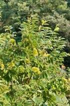 Notojima08122007-14.jpg