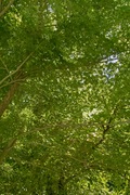 Ootaki08112007-08.jpg