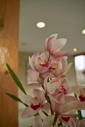 Orchid_Land01142008-103.jpg
