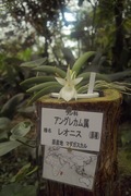 Orchid_Land01142008-108.jpg