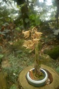 Orchid_Land01142008-109.jpg