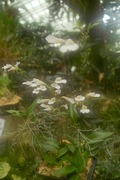 Orchid_Land01142008-110.jpg