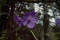 Orchid_Land01142008-201.jpg