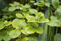 Orchid_Land01142008-202.jpg