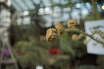 Orchid_Land01142008-203.jpg