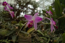Orchid_Land01142008-204.jpg