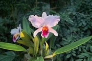 Orchid_Land01142008-205.jpg