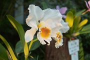 Orchid_Land01142008-206.jpg