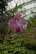 Orchid_Land01142008-207.jpg