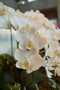 Orchid_Land01142008-208.jpg