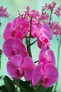 Orchid_Land01142008-209.jpg