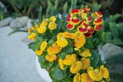 Orchid_Land01142008-210.jpg