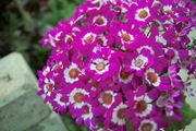 Orchid_Land01142008-212.jpg
