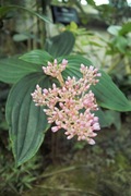 Orchid_Land01142008-214.jpg