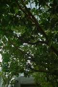 Orchid_Land01142008-215.jpg