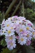 Orchid_Land01142008-216.jpg