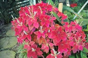 Orchid_Land01142008-217.jpg
