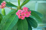 Orchid_Land01142008-218.jpg