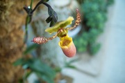 Orchid_Land01142008-302.jpg