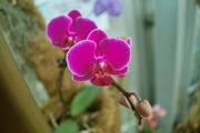 Orchid_Land01142008-303.jpg