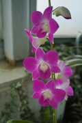 Orchid_Land01142008-304.jpg