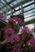 Orchid_Land01142008-305.jpg