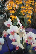 Orchid_Land01142008-306.jpg