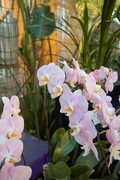 Orchid_Land01142008-309.jpg