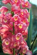 Orchid_Land01142008-310.jpg