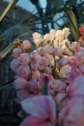 Orchid_Land01142008-311.jpg