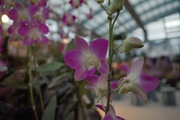Orchid_Land01142008-312.jpg