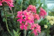 Orchid_Land01142008-313.jpg