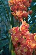 Orchid_Land01142008-314.jpg