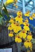 Orchid_Land01142008-315.jpg