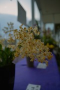 Orchid_Land01142008-316.jpg