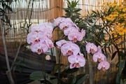 Orchid_Land01142008-317.jpg