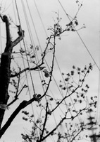 PEN_FT-Agfa_APX100-05.jpg
