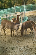 Shinrin-zoo11172007-04.jpg