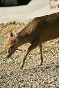 Shinrin-zoo11172007-06.jpg