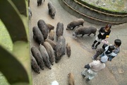 Shinrin-zoo11172007-08.jpg