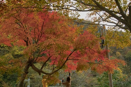 Shizenhogo-center11042007-01.jpg